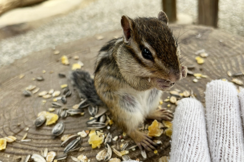 岐阜県高山市の「リスの森 飛騨山野草自然庭園」でリスの餌やりや触れ合いを楽しんできたよ。