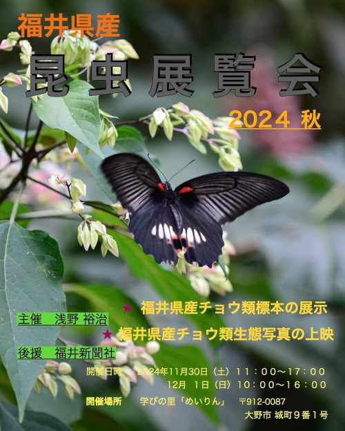 福井県産昆虫展覧会　2024秋 メイン画像