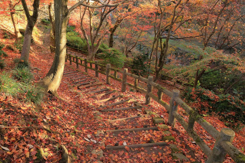 福井県鯖江市・西山公園の【紅葉】見頃は？ 周辺グルメや関連イベントもご紹介。