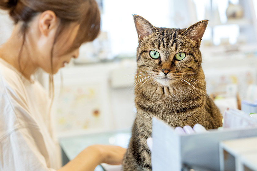 気まぐれ猫たちとの慌ただしい日々。福井市の雑貨屋兼自宅で暮らすイラストレーター・Lunaさんと4匹の猫。