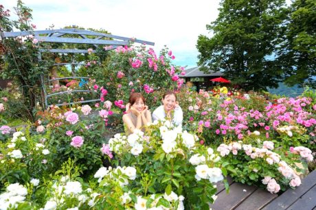 【プレゼントあり】秋バラと限定スイーツを堪能しよう♪ レインボーライン山頂公園で「秋のローズフェア」が10/19(土)～11/24(日)まで開催するよ♪