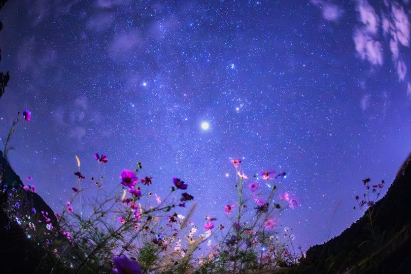 コスモス畑で流れ星！？ 勝山市野向町のコスモス畑で星を見てきました！！【ふくい星空写真館】