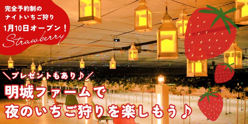 【プレゼントあり】越前市の明城ファームで、いちご狩りが始まっているよ♪ 「ナイトいちご狩り」もスタート！ ペアチケットのプレゼントあり♪