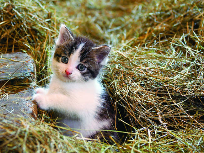 岩合光昭写真展「こねこ」