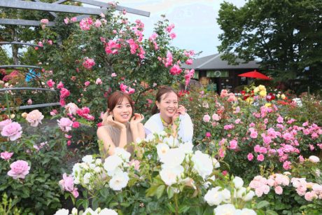 【プレゼントあり】春バラと限定スイーツを堪能しよう♪レインボーライン山頂公園で「春のローズフェア」が5/20(火)～6/22(日)まで開催するよ♪