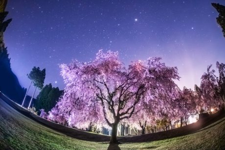 しだれ桜と星空観察！ 坂井市にある「たけくらべ広場」で星を見てきました！【ふくい星空写真館】