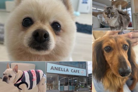 北陸初上陸！保護犬猫シェルター＆カフェ「ANELLA CAFE」が福井市にオープン。可愛いワンちゃん＆猫ちゃんに触れ合えるよ♪