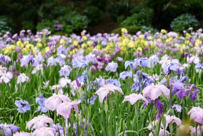 第39回 あわら北潟湖畔花菖蒲まつり
