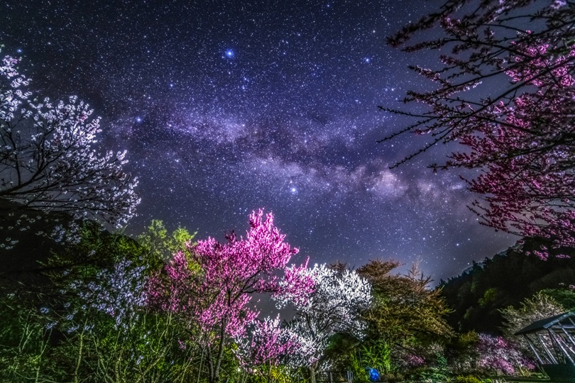 花桃と天の川! 大野市・勝原花桃公園で春の夜空を楽しんできました!【ふくい星空写真館】