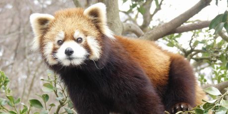 西山動物園 Night Zoo（ナイトズー）