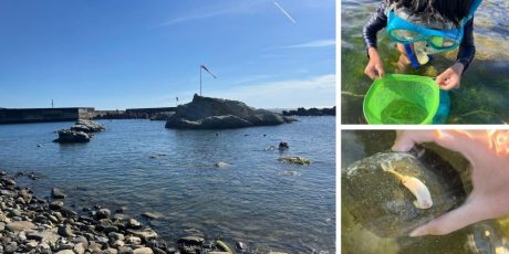 【福井・鮎川海水浴場】ウミウシに出会える磯遊びスポット！自由研究にもぴったりな夏の体験を紹介