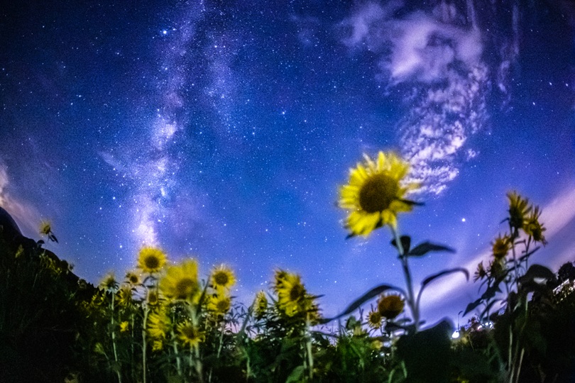 ひまわりに囲まれて星空観察！ 大野市・スターランドさかだにで、星を見てきました【ふくい星空写真館】