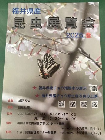 福井県産昆虫展覧会2026春