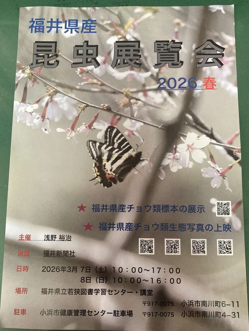 福井県産昆虫展覧会2026春 メイン画像
