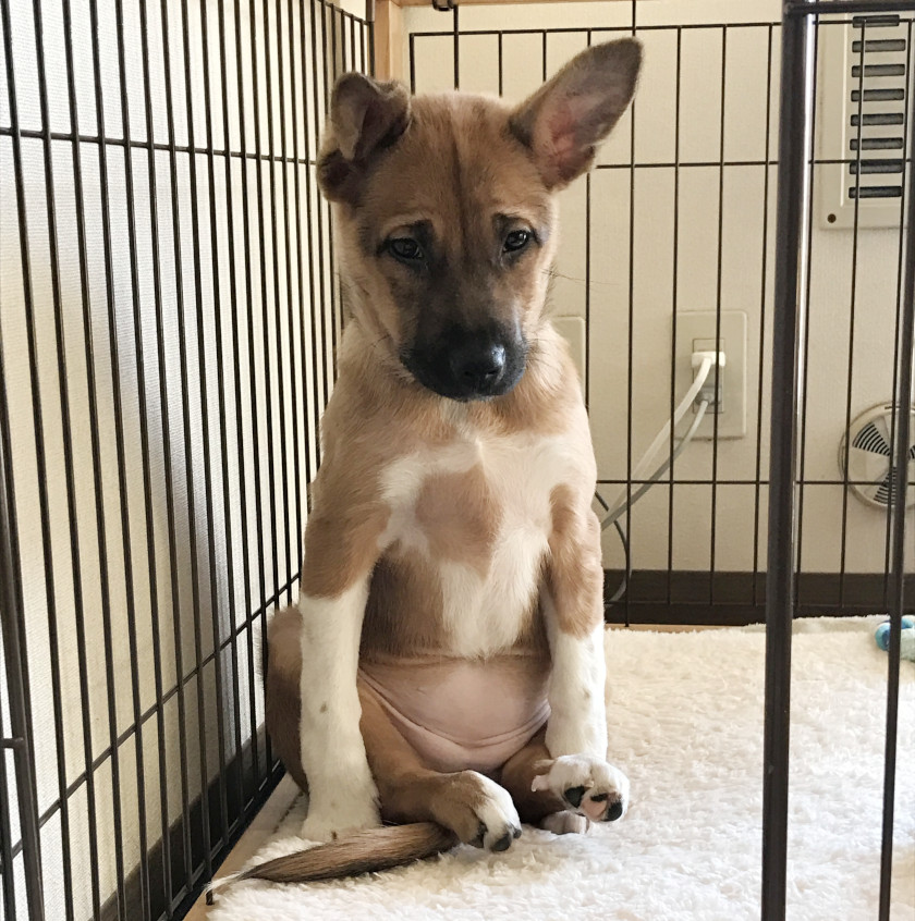 【犬と猫と人間（僕）の徒然なる日常。】第34話：あの頃のことを、話そう。