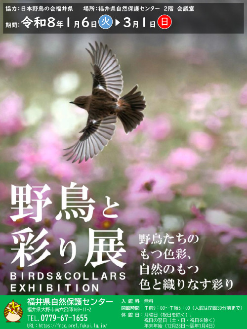 野鳥と彩り展 メイン画像