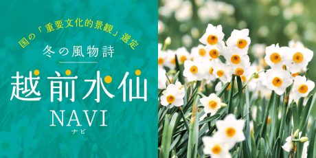 越前町で「水仙・カニフェア」を開催！可憐に咲き誇る越前水仙と冬季観光スポットまとめ～越前水仙NAVI～