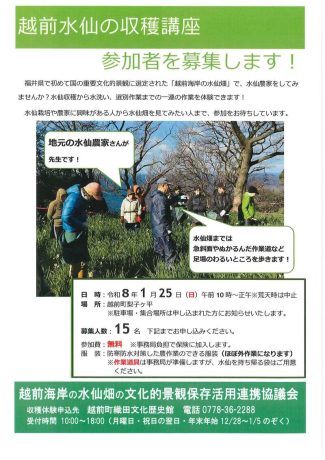 越前水仙収穫体験