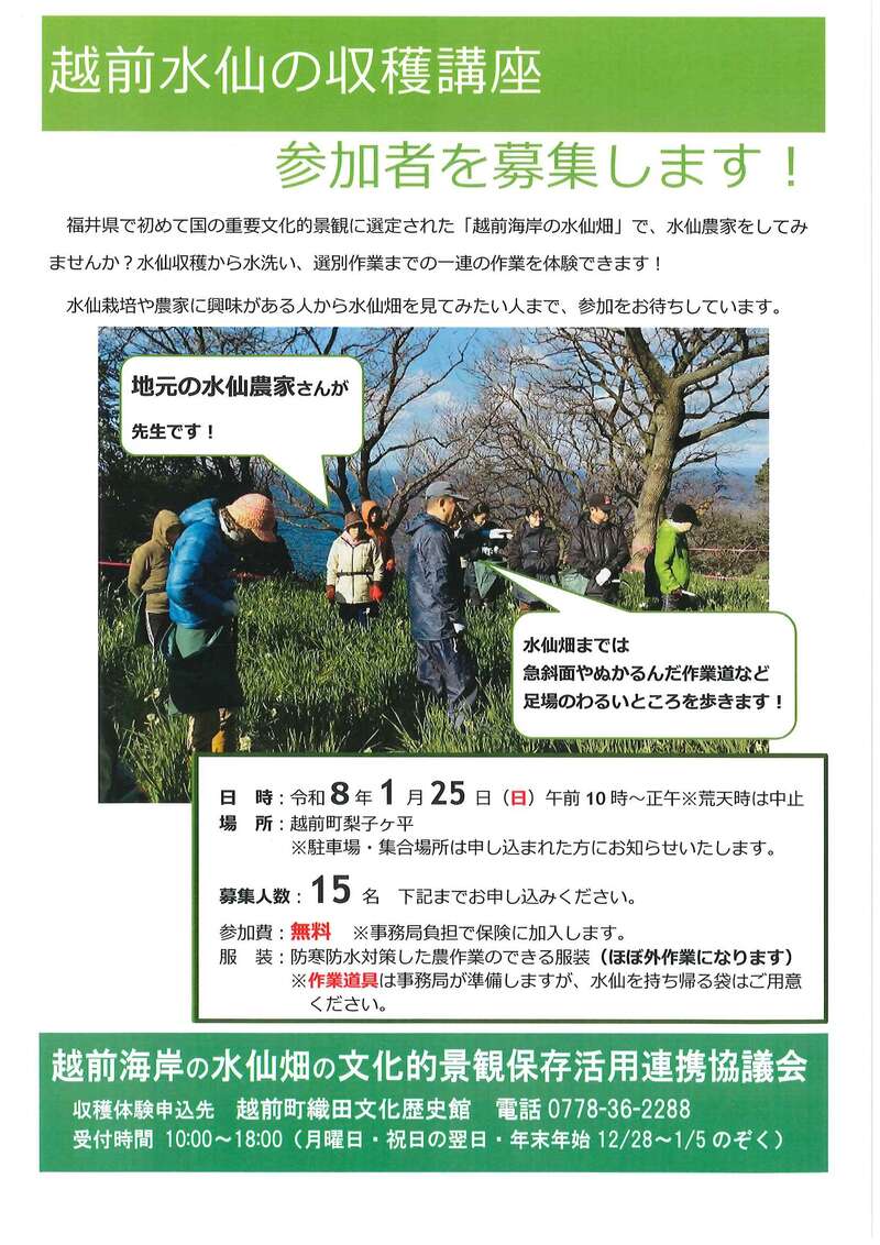 越前水仙収穫体験 メイン画像