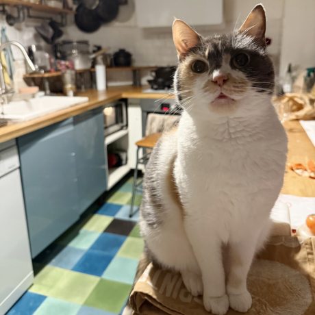 【犬と猫と人間(僕)の徒然なる日常。】第35話:追憶の聖夜