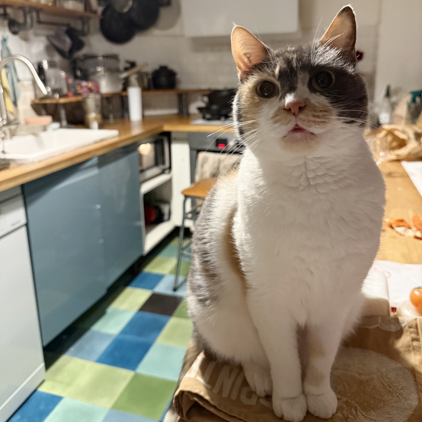 【犬と猫と人間（僕）の徒然なる日常。】第35話：追憶の聖夜