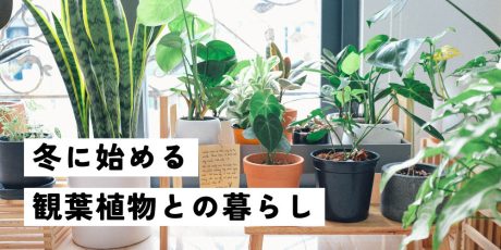 もう冬に枯らさない！プロが教える初心者におすすめの観葉植物＆育てるコツ