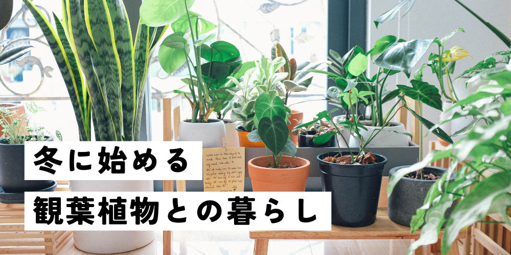 もう冬に枯らさない！プロが教える初心者におすすめの観葉植物＆育てるコツ