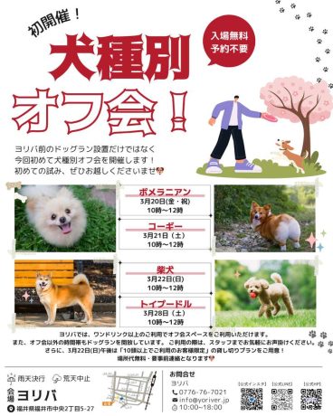 ヨリバ犬種別オフ会～柴犬～