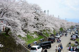 弁天桜まつり