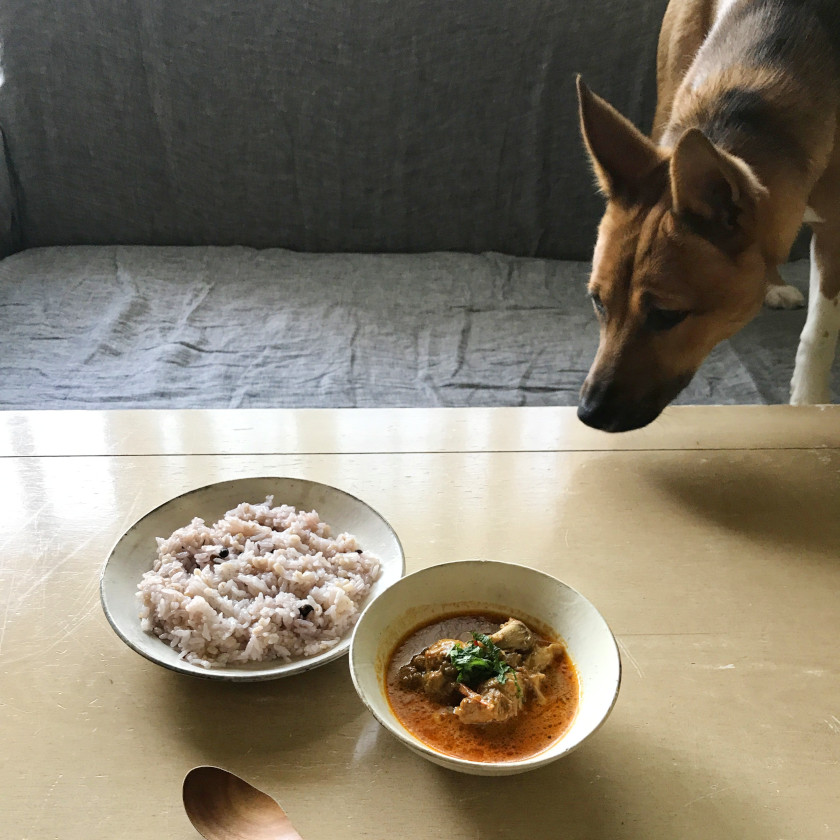 【犬と猫と人間（僕）の徒然なる日常。】第37話：カレーの記憶。