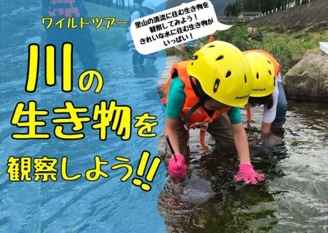 ワイルドツアー　川の生き物を観察しよう！
