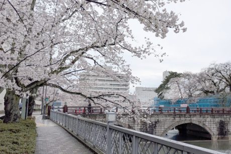 【4/2最新】福井の桜が満開！丸岡城や福井城址など開花状況を最速レポート！