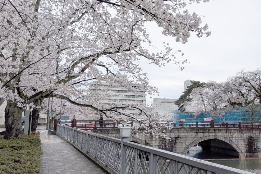 【4/2最新】福井の桜が満開！丸岡城や金崎宮など開花状況を最速レポート！
