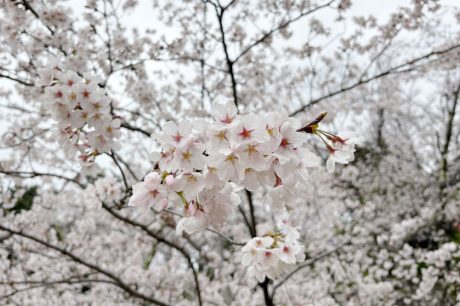 福井の桜が見ごろ！4/2(木)の開花状況を最速レポート。丸岡城や金崎宮など各地を撮影しました。
