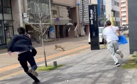 【福井新聞Instagramより】福井市中心部にサル出現　追う男たちに思わず二度見