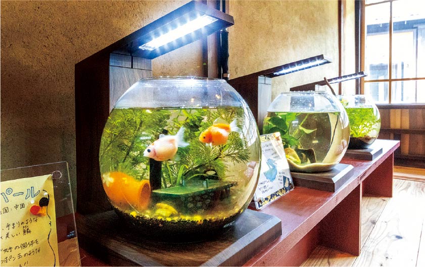おばま水族館 メイン画像