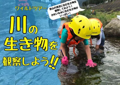 ワイルドツアー 川の生き物を観察しよう!