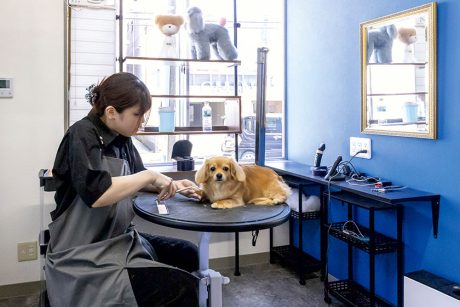 Dog Salon Dear.D（ドッグサロンディアード）