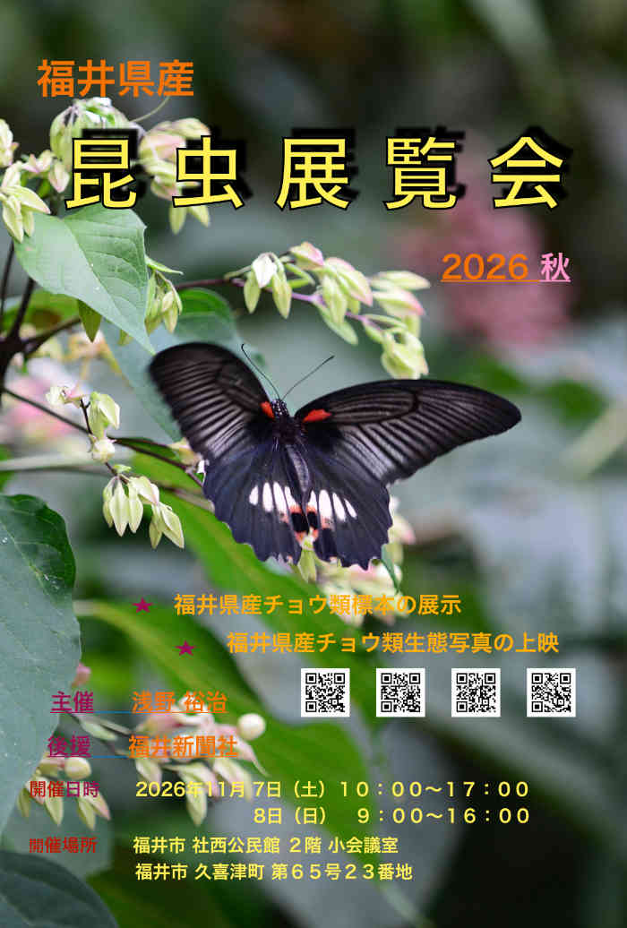 福井県産昆虫展覧会2026秋 メイン画像