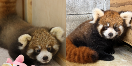 鯖江市・西山動物園で待望のレッサーパンダの赤ちゃんが一般公開！日時はいつ？