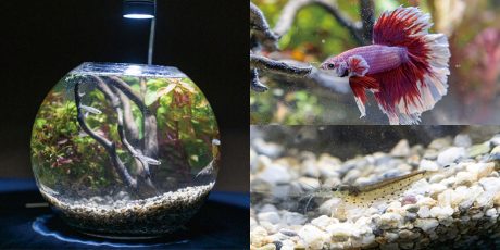 おうちで楽しむミニ水族館。メダカや熱帯魚を愛でる小さな水槽「ボトルアクアリウム」の作り方